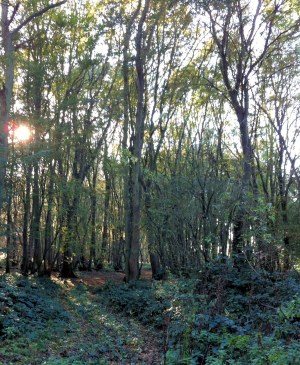 This wood has been coppiced for many centuries and this will be repeated every 30 or so years.